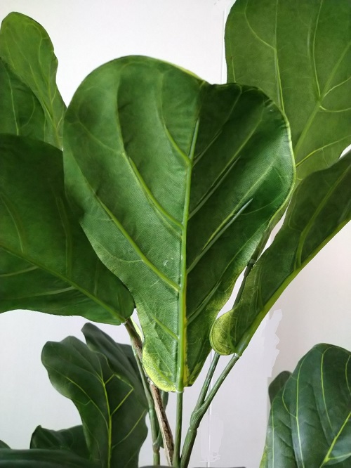 ドリス 人工観葉植物 カシワバゴムノキ