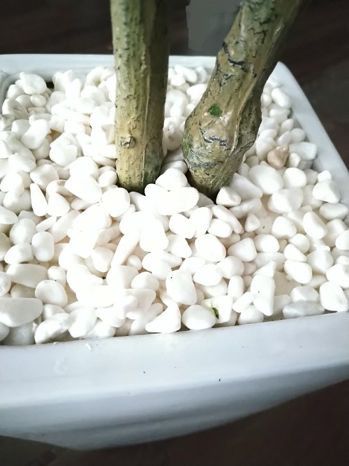 ドリス 人工観葉植物 カシワバゴムノキ